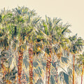 Palm Trees Palm Springs California 0296-103HS by Neptune Images