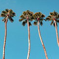 Palm Trees, Palm Springs, California by Shannon Williams
