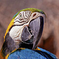 Parrot portrait