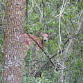 Peeking Fawn by Amanda R Wright