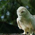 Peering Snowy Owl by Jean Noren
