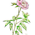 Peony I by Catherine Bede