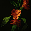 Peruvian Lily - Flame in the Night