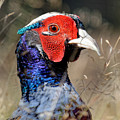 Pheasant Portrait