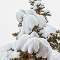 Pine Tree After Heavy Snowfall by Tatiana Travelways