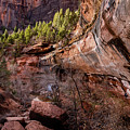Pines above Lower Emerald Pool