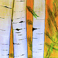 Pines Too Bold by Ted Clifton