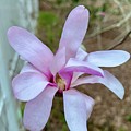 Pink Star Magnolia by Veterans Aerial Media LLC