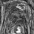 Point Reyes Cypress Tunnel Portrait Black And White
