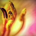 Pollenated Stamen