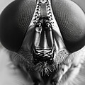 Portrait of an Elegant Fly by Printed View