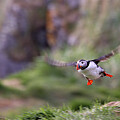 Puffin in flight Photograph by Bob Falcone