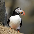 Puffin pose by Christopher Mathews