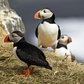 Puffin pride by Christopher Mathews