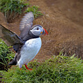 Puffin wings Photograph by Bob Falcone