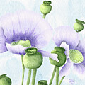 Purple Poppies in Bloom