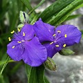 Purple Spiderwort Bloom by Deb Beausoleil