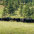 Pushing Cows Photograph by Carla E