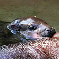 Pygmy Hippo LP 3A Photograph by Sally Fuller
