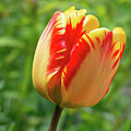 Red and yellow tulip