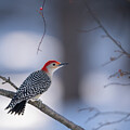 Red bellied woodpecker by Rehna George