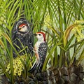 Red Bellied Woodpeckers by Barbara Landry