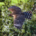 Red-shouldered Hawk in Flight by Joe Fisher