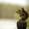 Red Squirrel