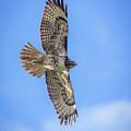Red-tailed Hawk Soaring in Blue Sky by Joe Fisher