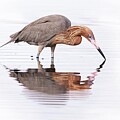 Reddish Egret 394A by Sally Fuller