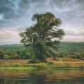 Resplendent Tree by Carol Whaley Addassi
