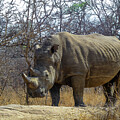 Rhinoceros on an African Safari by John Twynam