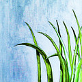 River Grass by Ted Clifton