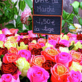 Roses, Roses, and More Roses-Digital Art by Steve Templeton
