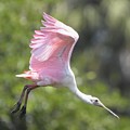 Roseate Spoonbill In Flight by David McKinney
