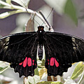 Ruby Spotted Swallowtail