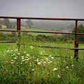 Wildflowers and Rustic Iron Gate   Misty Morning in Ardagh, County Limerick, Ireland by Mark Callanan