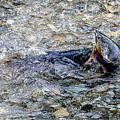 Salmon 18A Photograph by Sally Fuller