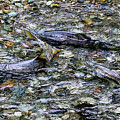 Salmon 4A Photograph by Sally Fuller