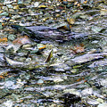Salmon 5A Photograph by Sally Fuller