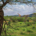 Samburu Observation no. 554