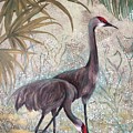 Sand Hill Cranes