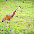 Sandhhill Cranes_2051
