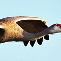 Sandhill Crane 40A Photograph by Sally Fuller