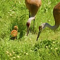 Sandhill Cranes with Chick, Verona, Wisconsin by Steven Ralser