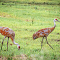 Sandhill Cranes_2049