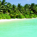Palm Trees Maldives White Sand Beach by Waterdancer