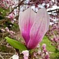 Saucer Magnolia Bloom by Veterans Aerial Media LLC