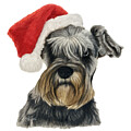 Schnauzer in a Santa Hat by Marlene Little