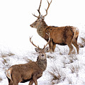 Scottish Red Deer Stags
